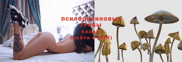стаф Аркадак